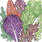 Gourmet Mix Lettuce Seeds (Organic) - Grow Organic Gourmet Mix Lettuce Seeds (Organic) Vegetable Seeds
