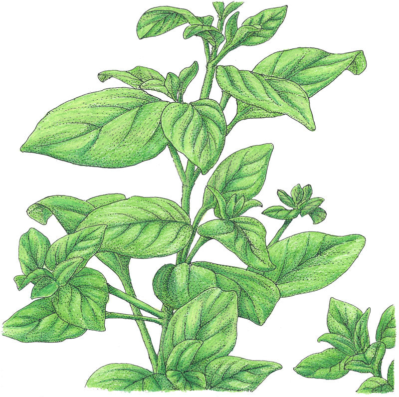 Organic Marjoram - Grow Organic Organic Marjoram Herb Seeds