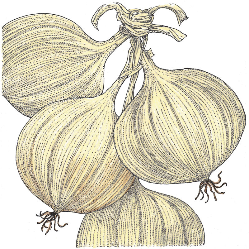 Walla Walla Onion Seeds (Organic) - Grow Organic Walla Walla Onion Seeds (Organic) Vegetable Seeds