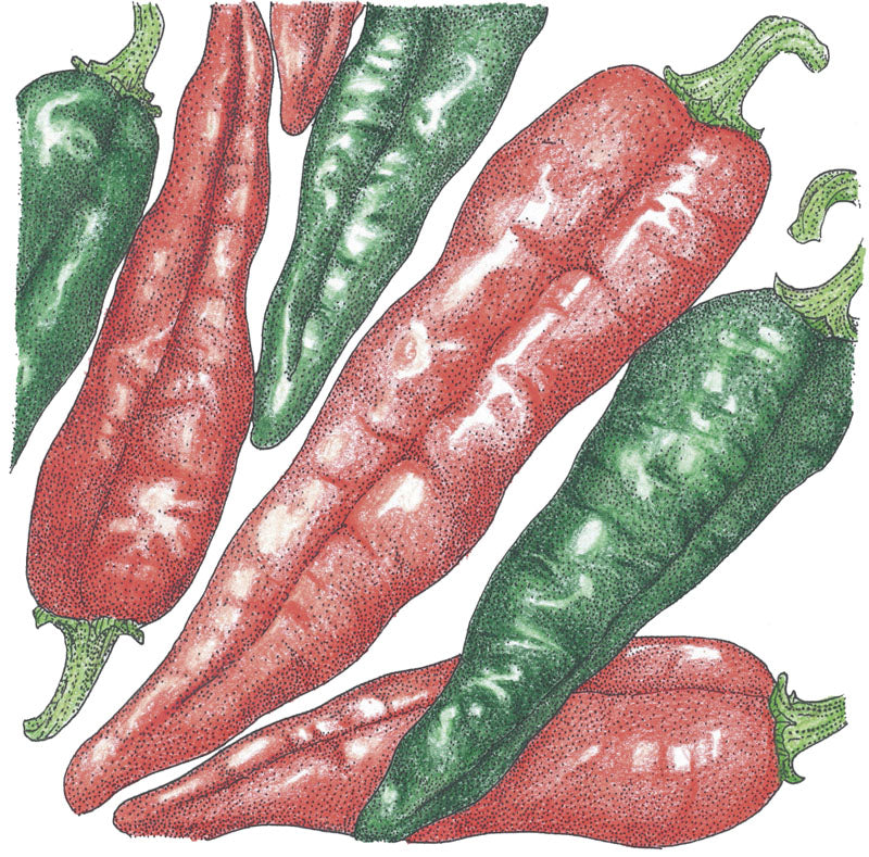 Hot New Mexico Joe Parker Pepper Seeds (Organic) Hot New Mexico Joe Parker Pepper Seeds (Organic) Vegetable Seeds