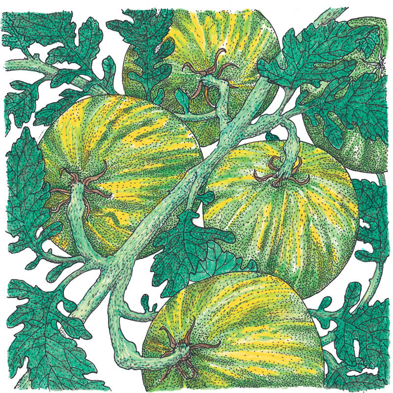 Green Zebra Tomato Seeds (Organic) - Grow Organic Green Zebra Tomato Seeds (Organic) Vegetable Seeds