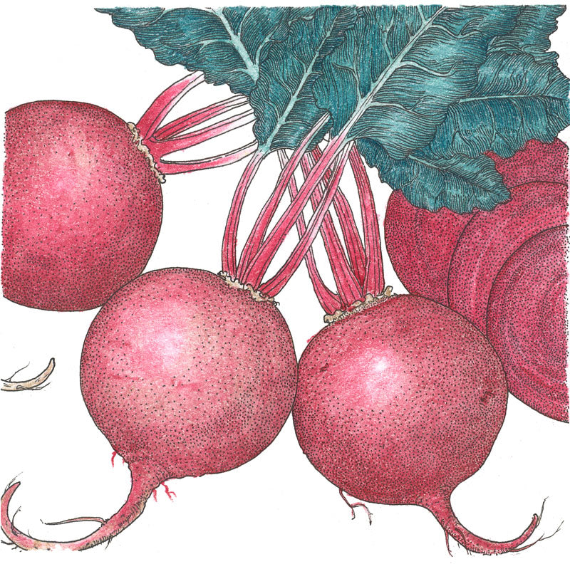 Green Top Bunching Beet Seeds (Organic) - Grow Organic Green Top Bunching Beet Seeds (Organic) Vegetable Seeds