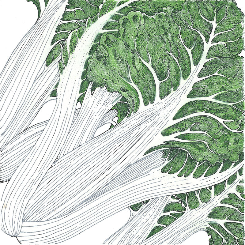 Fordhook Giant Chard Seeds (Organic) - Grow Organic Fordhook Giant Chard Seeds (Organic) Vegetable Seeds