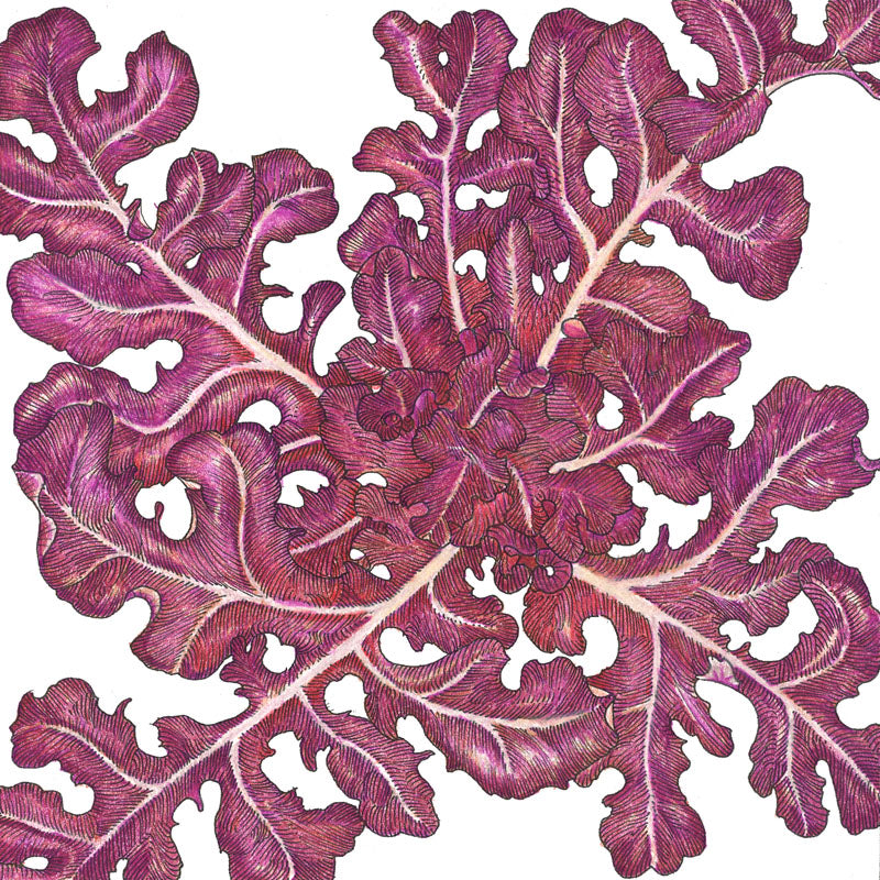 Red Oakleaf Lettuce Seeds (Organic) - Grow Organic Red Oakleaf Lettuce Seeds (Organic) Vegetable Seeds