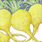 Golden Globe Turnip Seeds (Organic) - Grow Organic Golden Globe Turnip Seeds (Organic) Vegetable Seeds