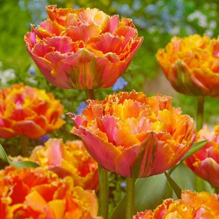 Tulip Double Late Sunlover (Pack of 8) Netherland Bulb Company