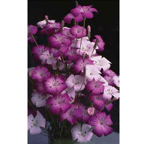 Purple Queen and Pink Contessa Agrostemma Flower Seeds Renee's Garden