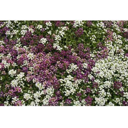 Honeyscented Gulf Winds Alyssum Flower Seed Mix Renee's Garden