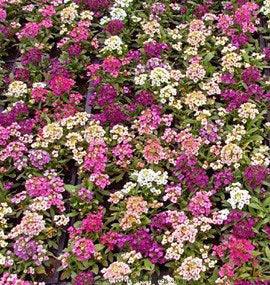 Honeyscented Gulf Winds Alyssum Flower Seed Mix Renee's Garden