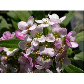 Honeyscented Gulf Winds Alyssum Flower Seed Mix Renee's Garden