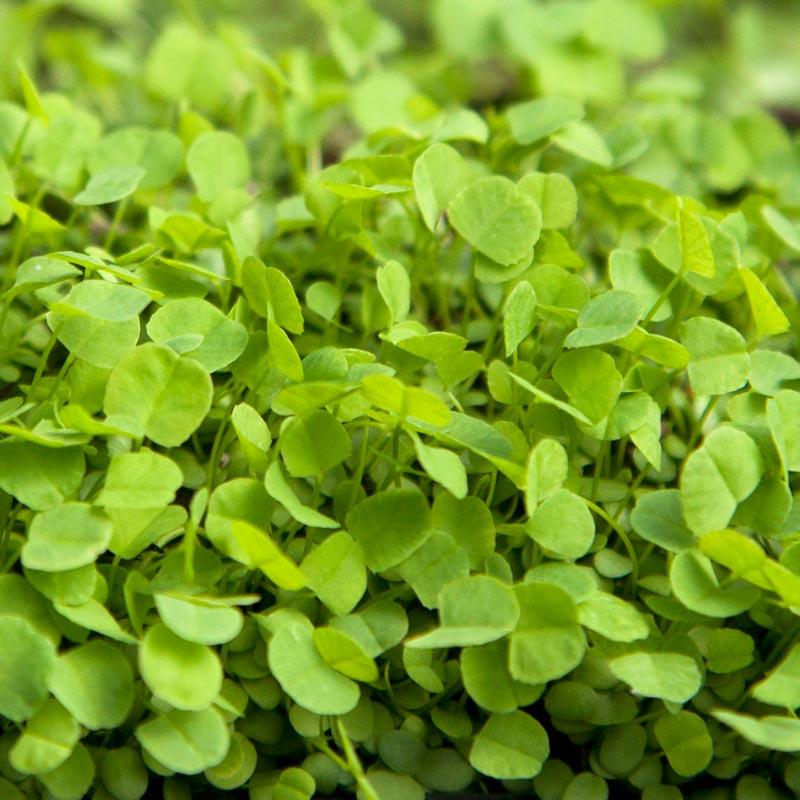 Alsike Clover - Nitrocoated Seed Cold Hardy Clover Alsike Clover - Nitrocoated Seed (lb) Cover Crop