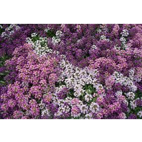 Summer Romance Alyssum Flower Seed Mix Renee's Garden