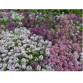 Summer Romance Alyssum Flower Seed Mix Renee's Garden
