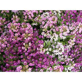 Summer Romance Alyssum Flower Seed Mix Renee's Garden
