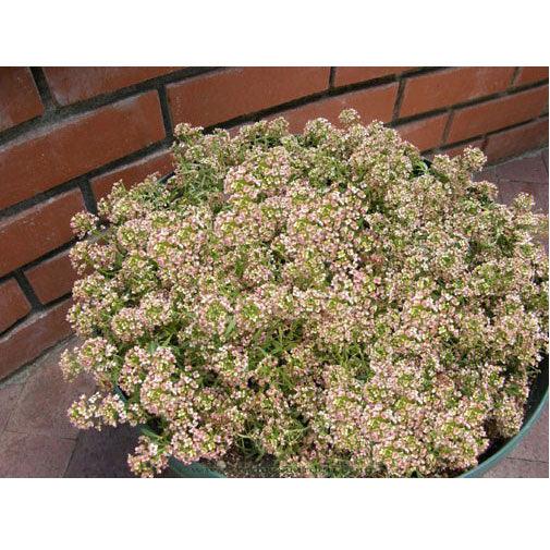 Renee's Garden Alyssum Summer Peaches - Grow Organic Renee's Garden Alyssum Summer Peaches Flower Seed & Bulbs