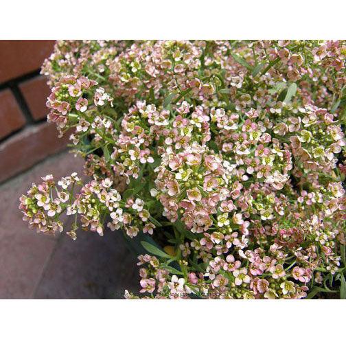 Renee's Garden Alyssum Summer Peaches - Grow Organic Renee's Garden Alyssum Summer Peaches Flower Seed & Bulbs