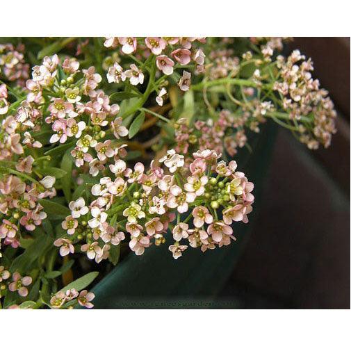 Renee's Garden Alyssum Summer Peaches - Grow Organic Renee's Garden Alyssum Summer Peaches Flower Seed & Bulbs
