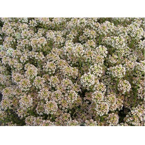 Renee's Garden Alyssum Summer Peaches - Grow Organic Renee's Garden Alyssum Summer Peaches Flower Seed & Bulbs