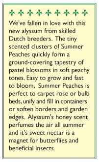 Renee's Garden Alyssum Summer Peaches - Grow Organic Renee's Garden Alyssum Summer Peaches Flower Seed & Bulbs