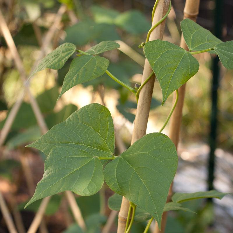 Bamboo Stakes - 10' (Pack of 10) Grow Organic