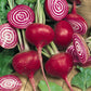 Chioggia Beet Seeds (Organic) - Grow Organic Chioggia Beet Seeds (Organic) Vegetable Seeds