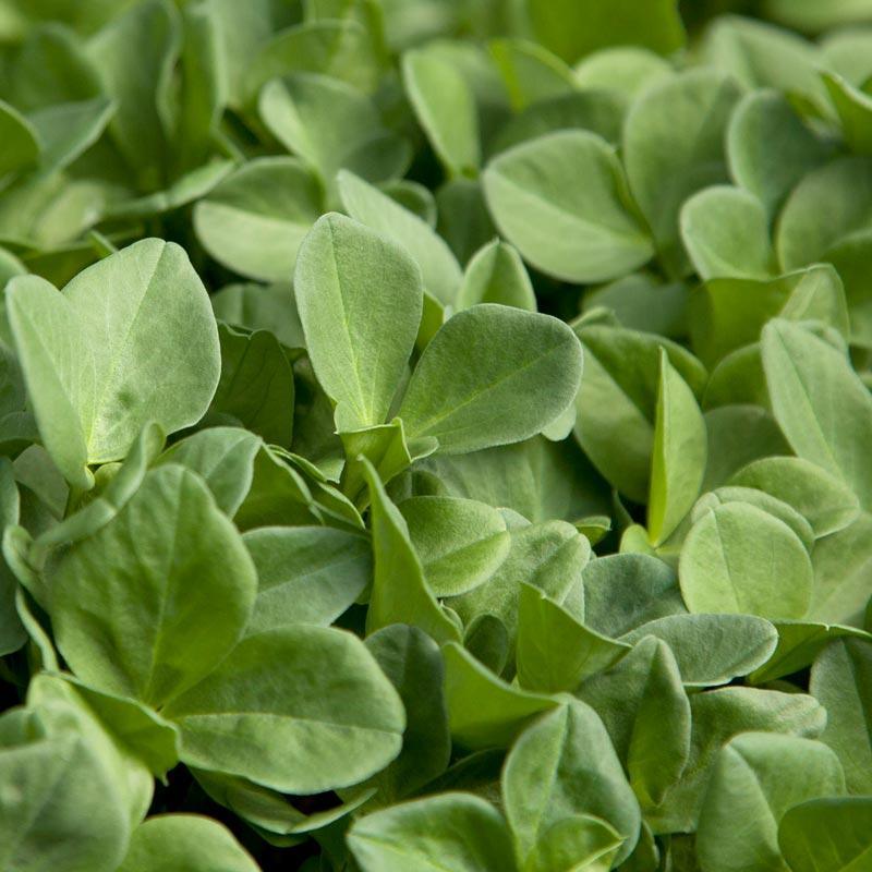 Bell Beans - Raw Seed (lb) Grow Organic