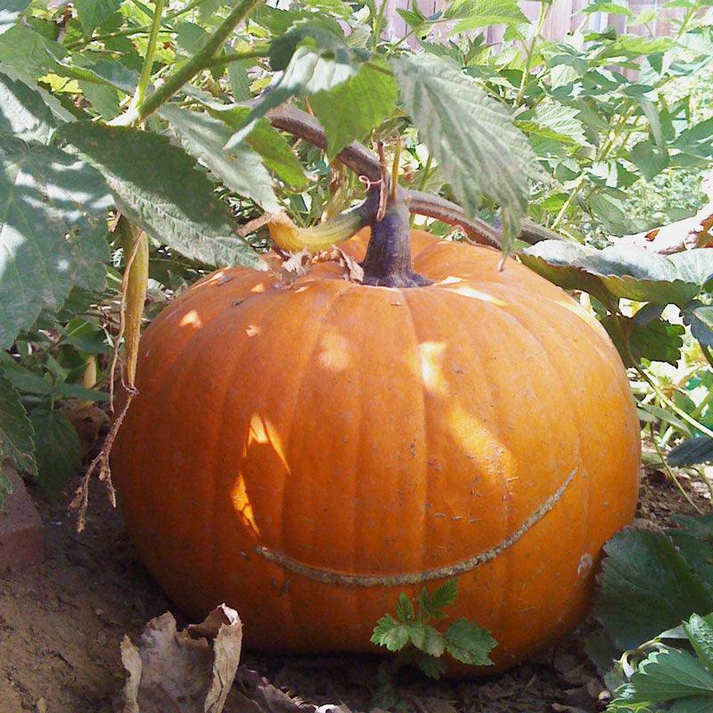 Organic Pumpkin, Big Max (1/4 lb) Peaceful Valley