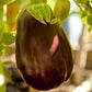 Organic Eggplant, Black Beauty (1 oz) - Grow Organic Organic Eggplant, Black Beauty (1 oz) Vegetable Seeds