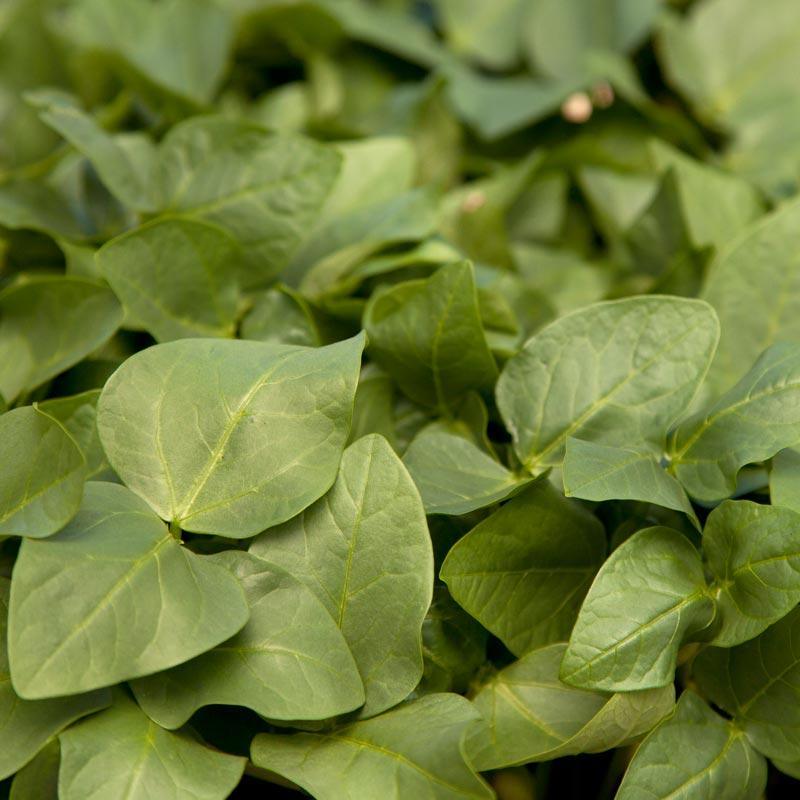 Black Eye Peas - Raw Seed (lb) Grow Organic