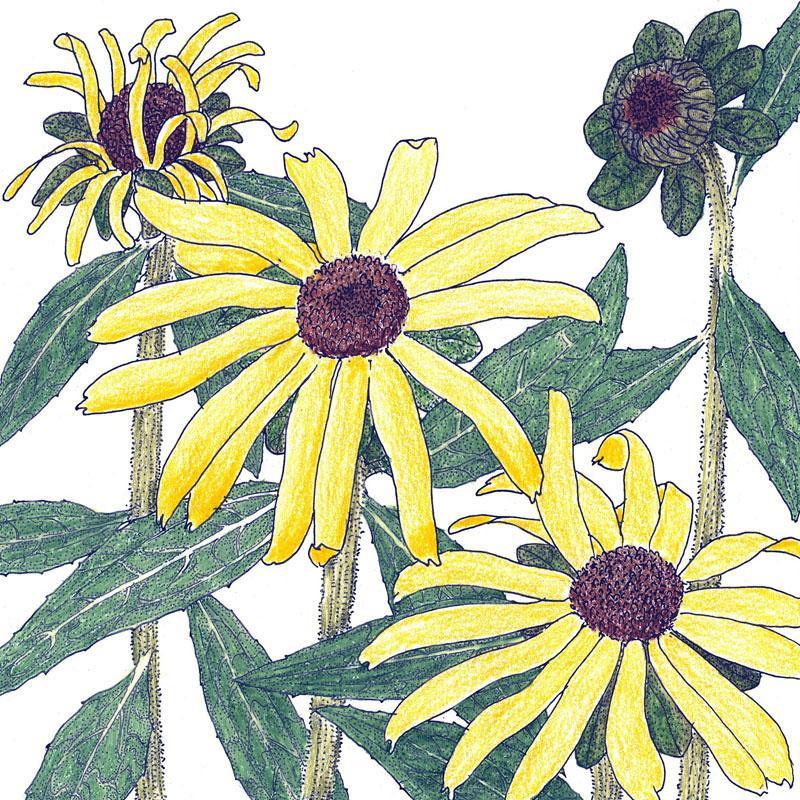 Black-Eyed Susan (1/4 lb) Peaceful Valley