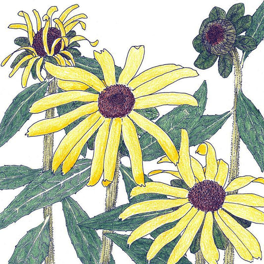 Black-Eyed Susan (1/4 lb) Peaceful Valley