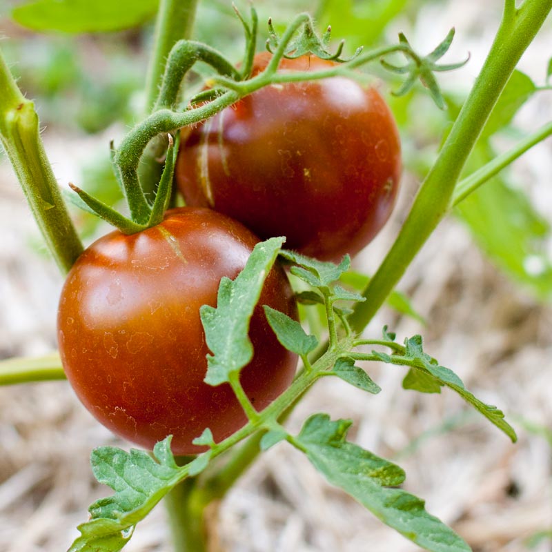 Organic Tomato, Black Prince (1 oz) - Grow Organic Organic Tomato, Black Prince (1 oz) Vegetable Seeds