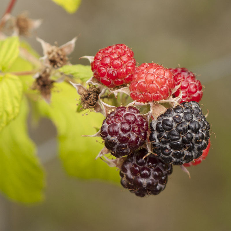  Raspberry - Black Munger (Each) Berries and Vines