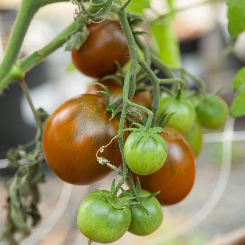 Organic Tomato, Black Prince (1 oz) Peaceful Valley