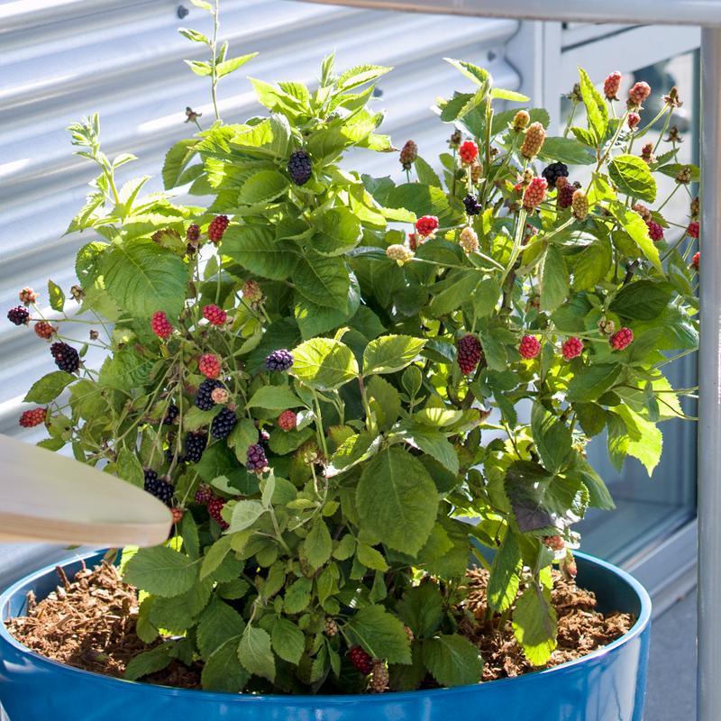 can i plant a blackberry bush in a pot Potted Blackberry