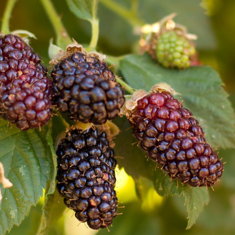 Blackberry - Olallie (Potted) Grow Organic