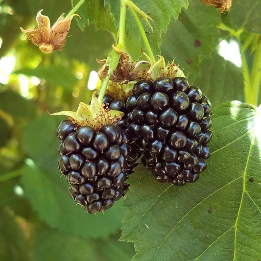 Blackberry - Triple Crown (Thornless) (Each) - Grow Organic Blackberry - Triple Crown (Thornless) (Each) Berries and Vines