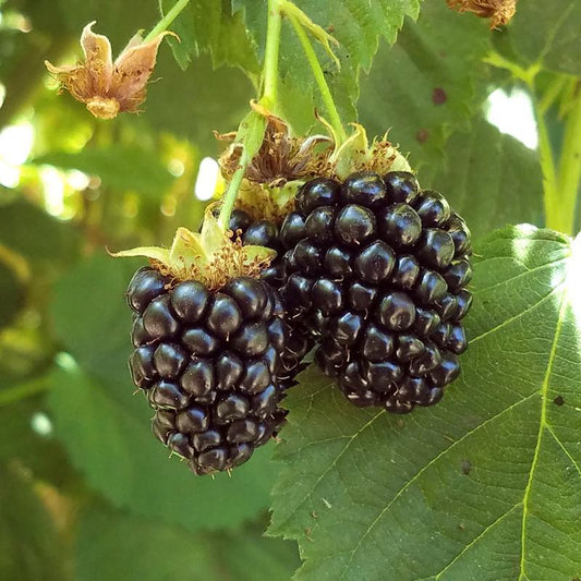 Blackberry - Triple Crown (Thornless) Grow Organic