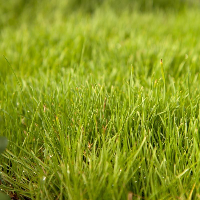 Blando Brome Grass  Seed (lb) Grow Organic