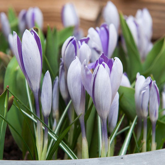 "Blue Pearl" Snow Crocus Bulbs (Pack of 20) De Vroomen
