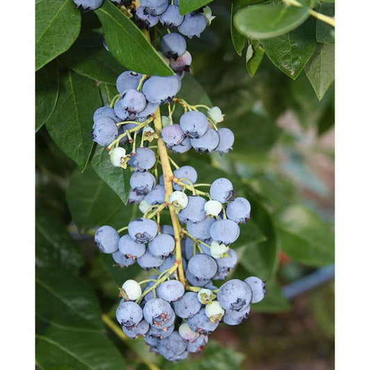 Jersey Blueberry (Northern Highbush) for sale Blueberry - Jersey Berries and Vines