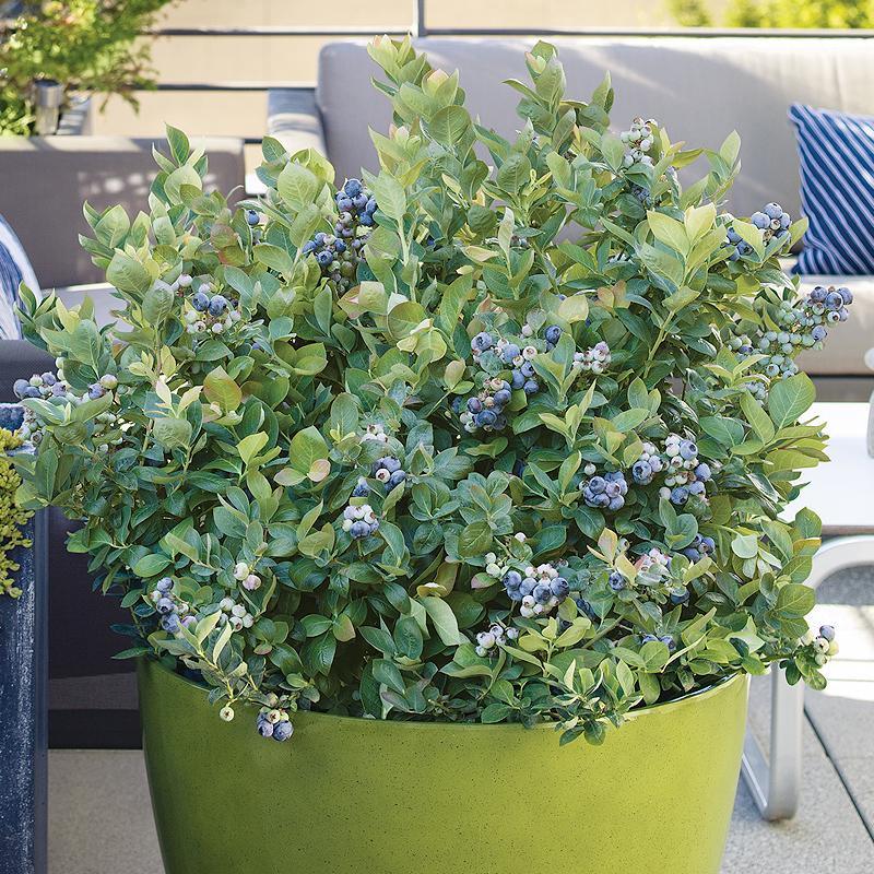 Potted Blueberry - Peach Sorbet Grow Organic