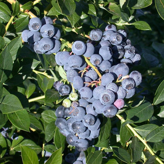 Blueberry - Reka 3.5" (Harvest Early) Grow Organic
