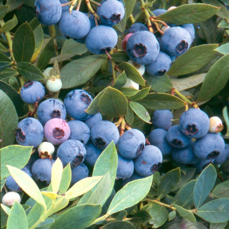 Blueberry - Sunshine Blue (Mid-Late Harvest) Grow Organic