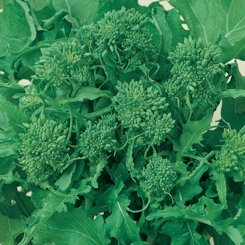 Rapini Broccoli Seeds (Organic) - Grow Organic Rapini Broccoli Seeds (Organic) Vegetable Seeds