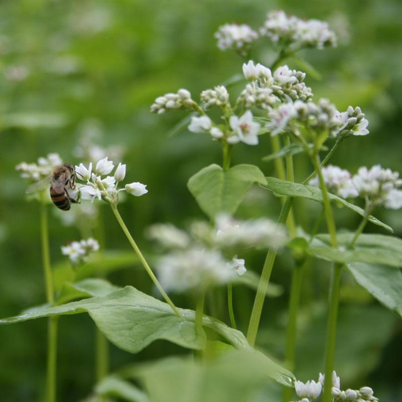 Organic Buckwheat Seed (lb) Grow Organic