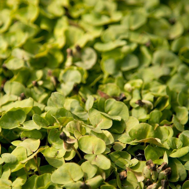 Buckwheat Seed (lb) Grow Organic