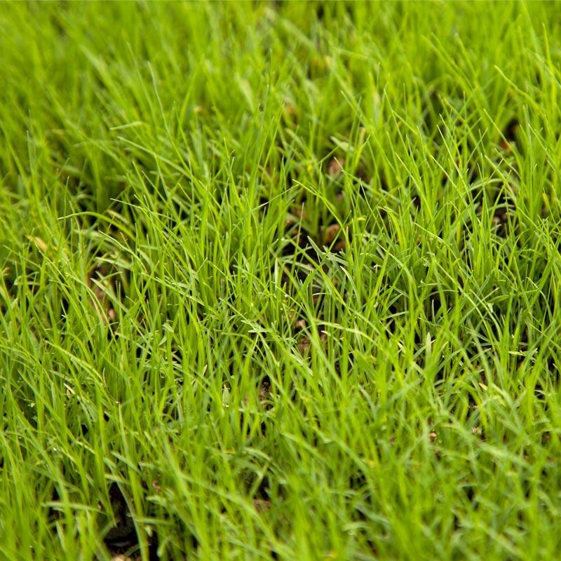 Buffalo Grass Seed (lb) Grow Organic