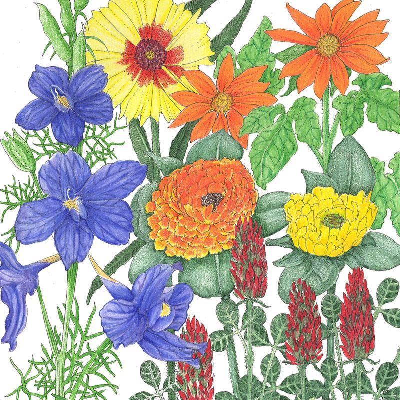 Butterfly Garden Flower Mix (lb) Peaceful Valley