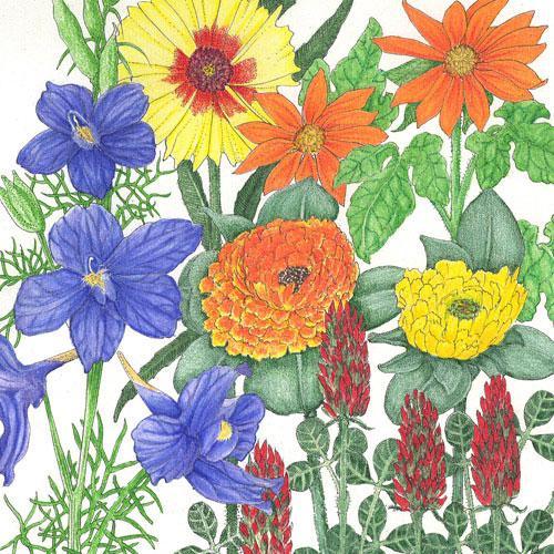 Butterfly Garden Wildflower Mix (1/4 lb) Peaceful Valley